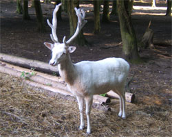 Damhirsch ganz in weiß