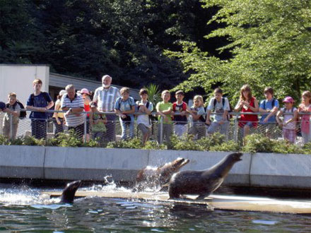 Seelöwenfütterung