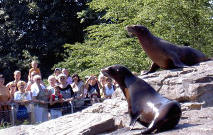 Seelöwenfütterung<leer>